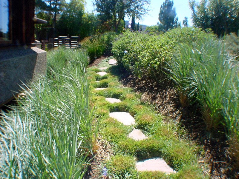 stone pathway in grass with tall shrubs on both sides