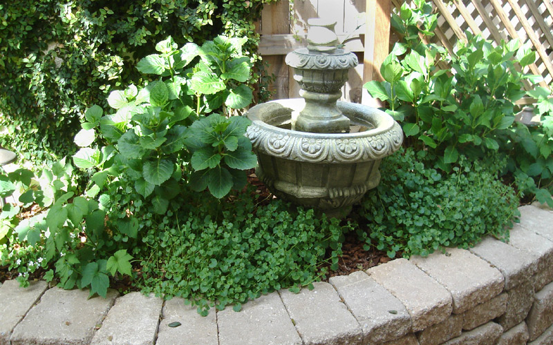 fountain surrounded by greenery