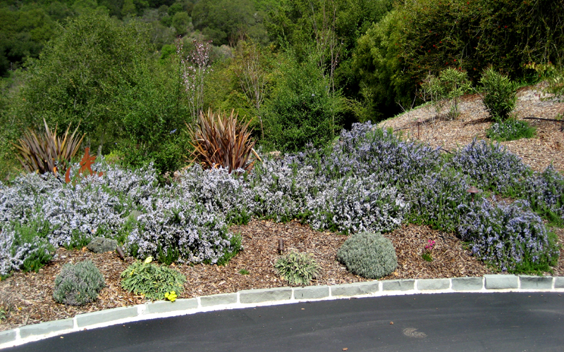road-side planting of drought tolerant plants on hillside
