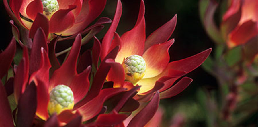December Plant of the Month: Leucadendron salignum ‘Winter Red’