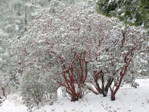 snowy Manzanita