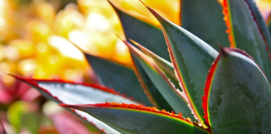 March Plant of the Month: Agave ‘Blue Glow’