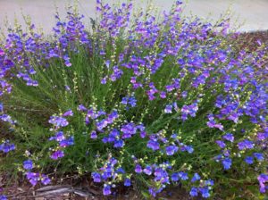 Penstemon Margarita BOP, California naitive