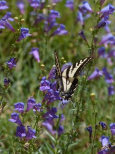 penstemon-margarita-bop-swallowtail