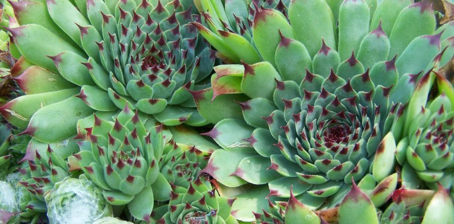 June Plant of the Month: Sempervivum tectorum
