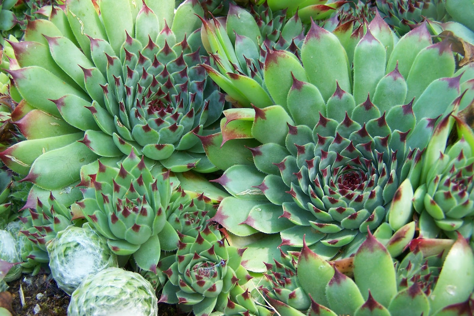 June Plant of the Month Sempervivum tectorum June Plant of the Month Sempervivum tectorum