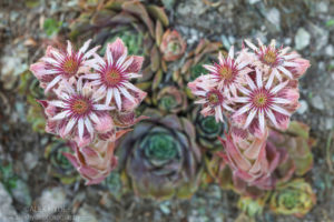 Houseleek {Sempervivum tectorum ssp. alpinum}