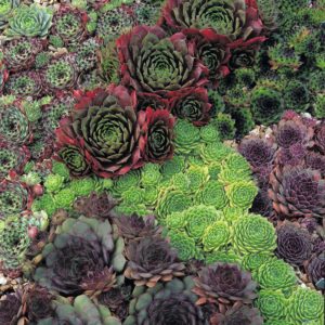 Sempervivums_mixed_(1)