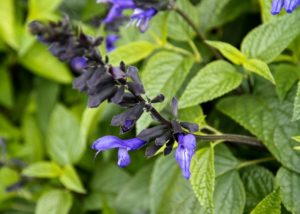 Salvia 'Black & Blue'