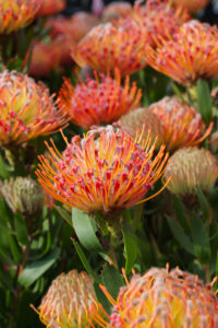 Leucospermum-Scarlet-Ribbon