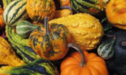 October Tips of the Month