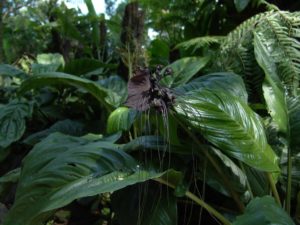 bat flower predator plant 4
