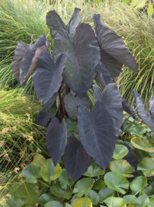 Bold foliage of Colocasia 'Black Magic'