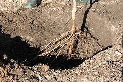 Bare Root