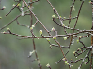 Apple tree buds