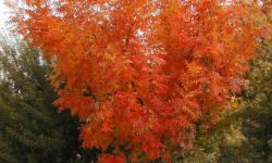 October Tips of the Month