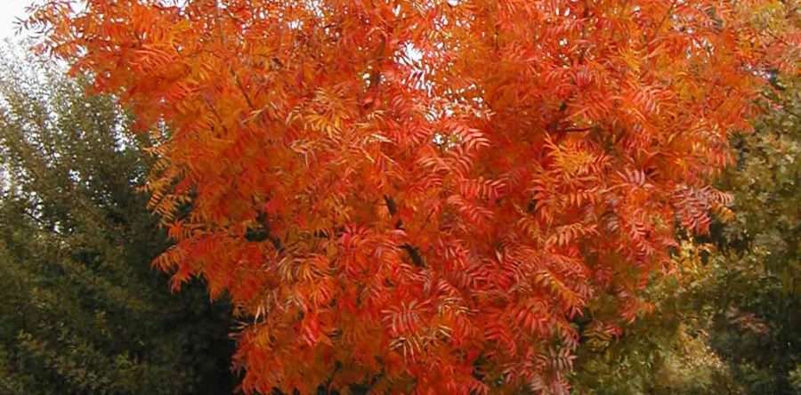 October Tips of the Month