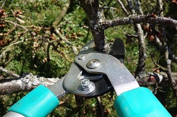 pruning-shears-535350_250