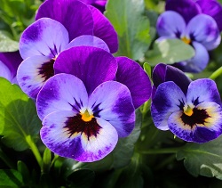 pansy-327188_250