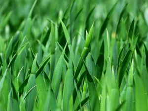 grass-383284_400