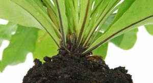 watering roots