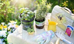 June Tips of the Month