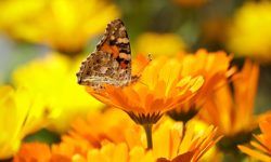 April Tips of the Month
