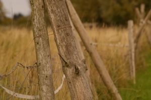 Dry grasses 400 pix