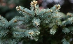 December Tips of the Month