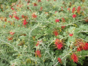 grevillea-thelemanniana