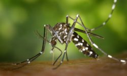 Keep mosquitoes away by tending your garden!