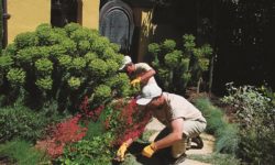 Commercial Landscape Maintenance