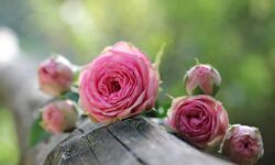 February Tips of the Month